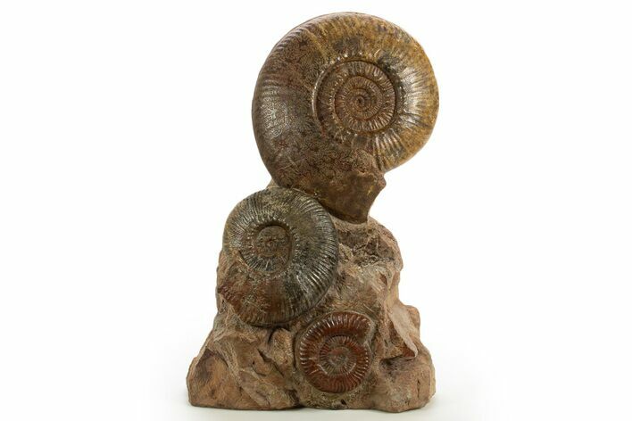 Tall Jurassic Ammonite (Hammatoceras) Display - France #334960